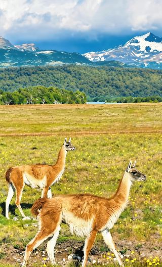 23D22N • In-depth 4-country South America tour: Peru, Brazil, Chile, and Argentina