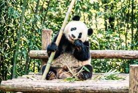 2D1N · Group Tours · Airport Pick-up & Leisure Slow Tour to Giant Panda Base · Enjoy airport pick-up at Tianfu International Airport and visit the Chengdu Research Base of Giant Panda Breeding.