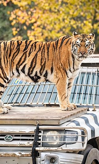 2D1N • Shanghai Wild Animal Park Wildlife Experience: Small-Group Day Tour 