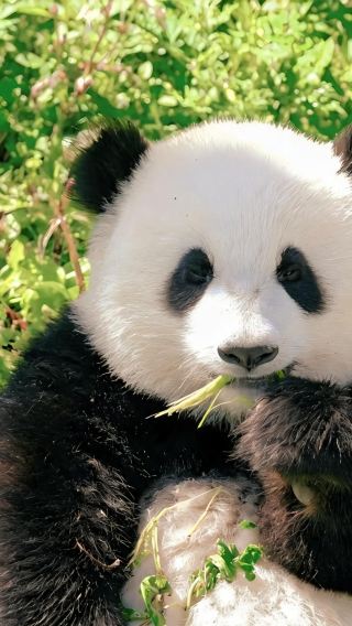 6D5N • Autumn-winter Chengdu, golden apricots across the city: Chengdu + Sanxingdui + Dujiangyan: luxury shuttle bus & tour guide service in Chinese for a premium small group of up to 7