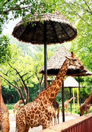 8D7N • Discover Two Chimelong Parks in Guangdong. Explore Bay Area tech & crafts. Explore 'Nanling Wildlife Kingdom' at Shenzhen Science Museum to discover the unique ecosystem of Lingnan.