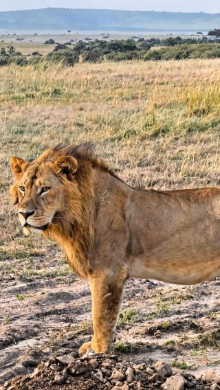 5D4N • Maasai Mara National Reserve and Amboseli National Park and Lake Naivasha