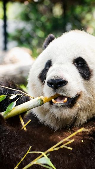 11D10N • Travel throughout China & West-north routes: Chengdu + Jiuzhaigou + Xi'an + Beijing, designed for foreign guests, 5-diamond hotels stay, no shopping stops