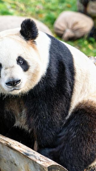 12D11N • Chongqing + Chengdu + Zhangjiajie + Jiuzhaigou National Park + Huanglong National Scenic Area + Fenghuang Ancient Town