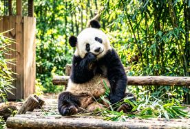 2D1N · Group Tours · Encounter Adorable Pandas & Trace the Dual World Heritage Sites of Leshan and Mount Emei