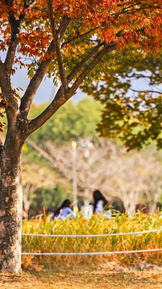 6D5N • South Korea + Seoul + Busan: Includes airport transfers, 2 days of private chauffeur , and visits to Gamasan Culture Village, Songdo Crystal Cable Car, N Seoul Tower.