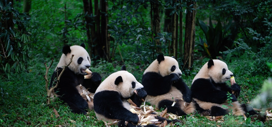Chengdu