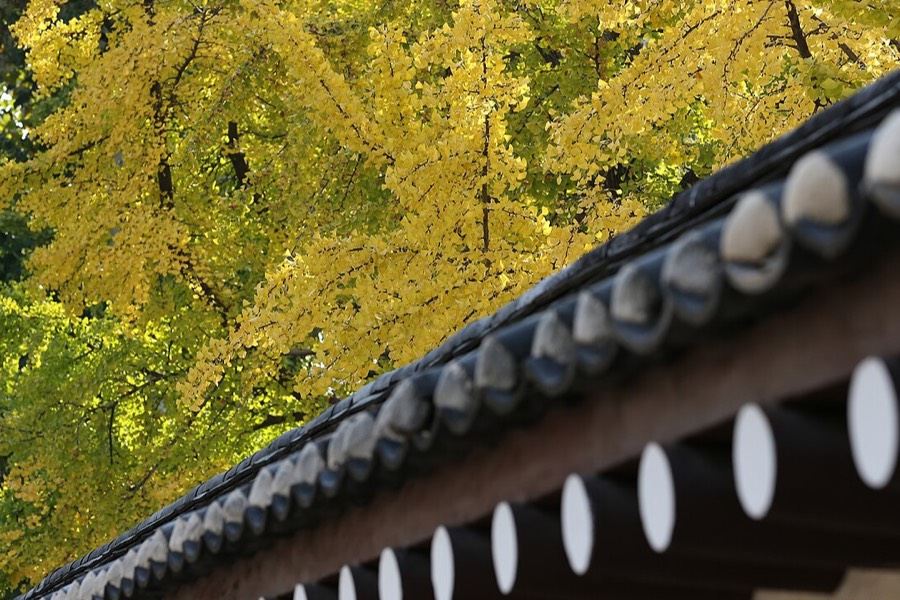 韓國傳統建築與金黃銀杏