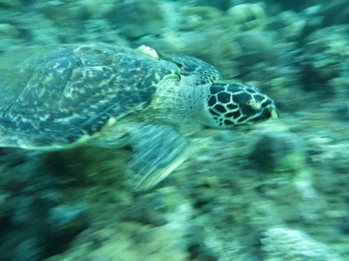 Jukung Dive Resort Bali Amed Loisirs et amusements Photos