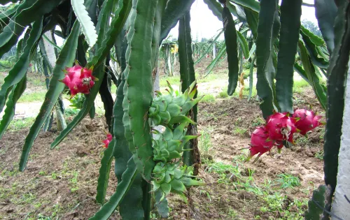 Gaoming Country Garden Phoenix Hotel Photos