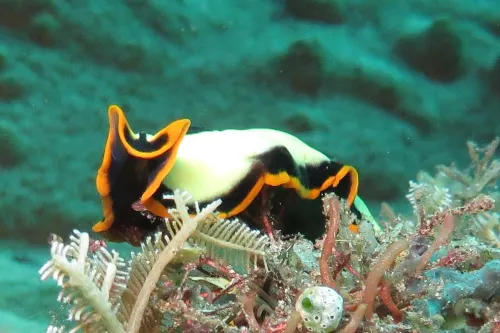 Jukung Dive Resort Bali Amed Loisirs et amusements Photos