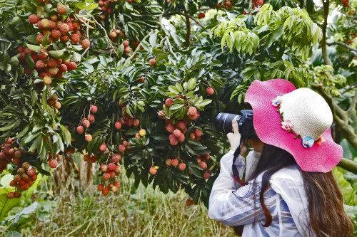 Country Garden Guangzhou Fengyue Phoenix City Hotel Photos