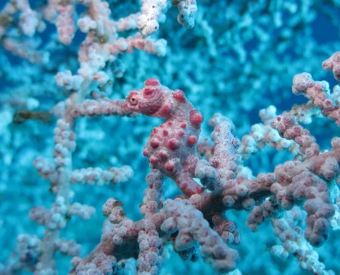 Jukung Dive Resort Bali Amed Loisirs et amusements Photos