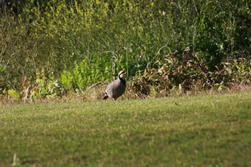 Crete Golf Club Hotel Photos