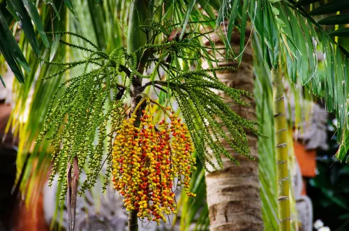 Bali Garden Beach Resort Photos
