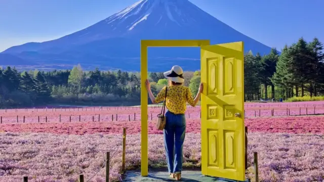 本栖湖富士芝櫻