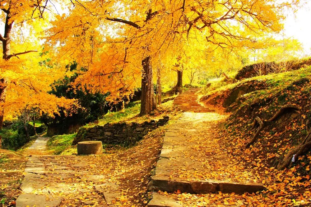 錢沖古銀杏國家森林公園