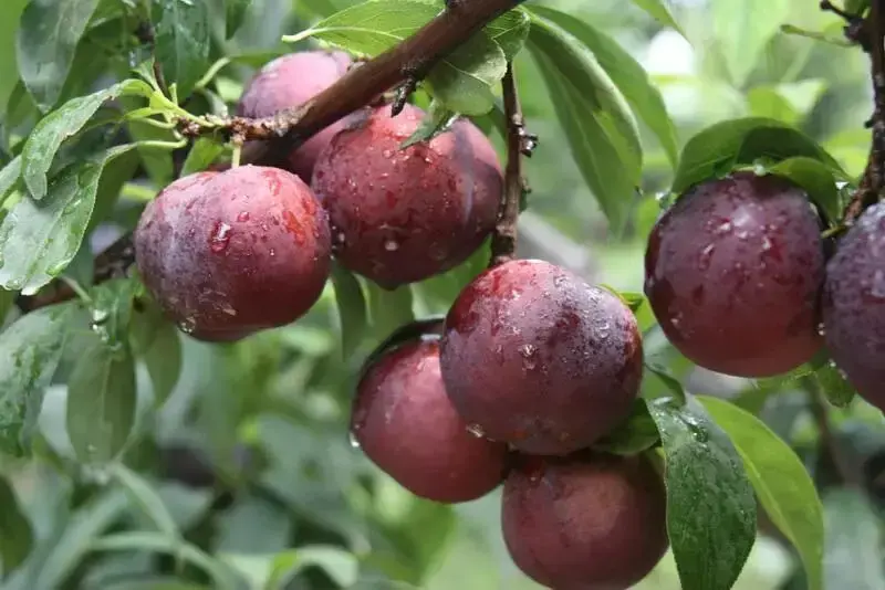 三華李