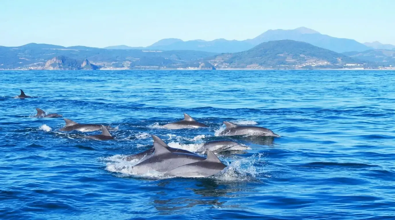 南島原賞野生海豚
