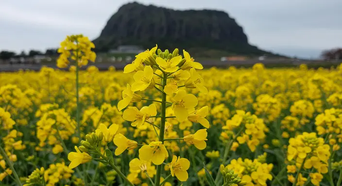 韓國油菜花
