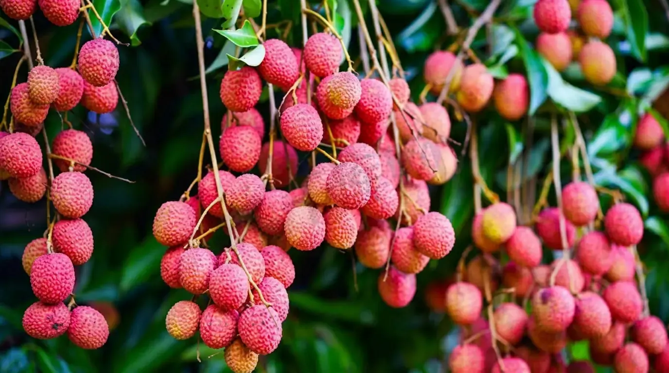 增城荔枝