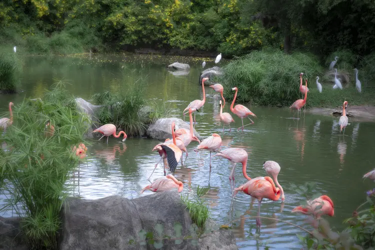 富國島珍珠野生動物園
