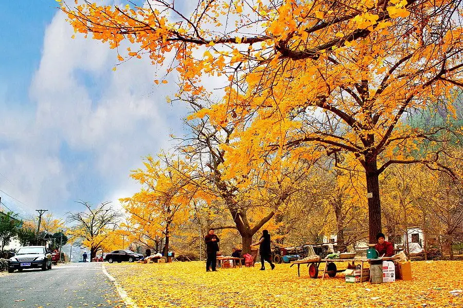 錢沖古銀杏國家森林公園