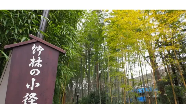 修善寺溫泉區~竹林小徑