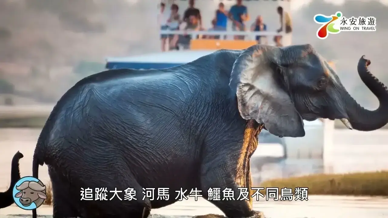 津巴布韋、博茨瓦納、南非9天深度體驗之旅｜追蹤野生動物｜全鮑宴盛宴🦞