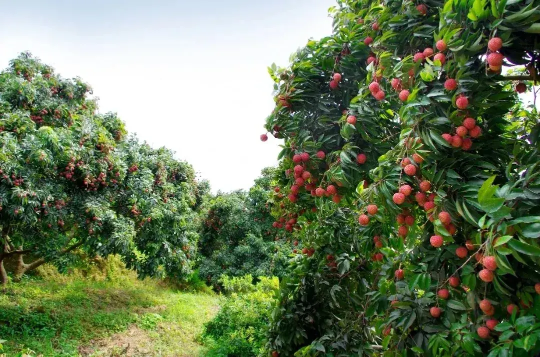 高州荔枝節「荔枝果園
