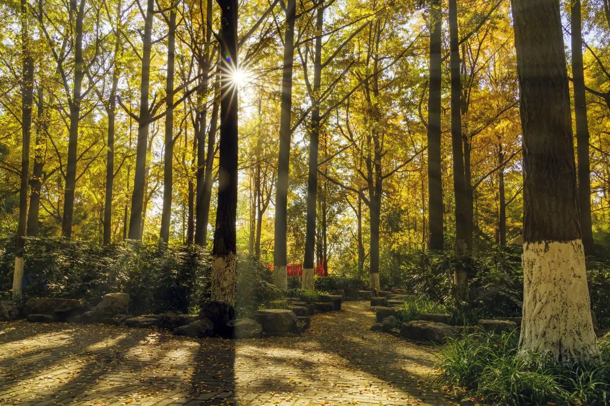 隨州千年銀杏谷