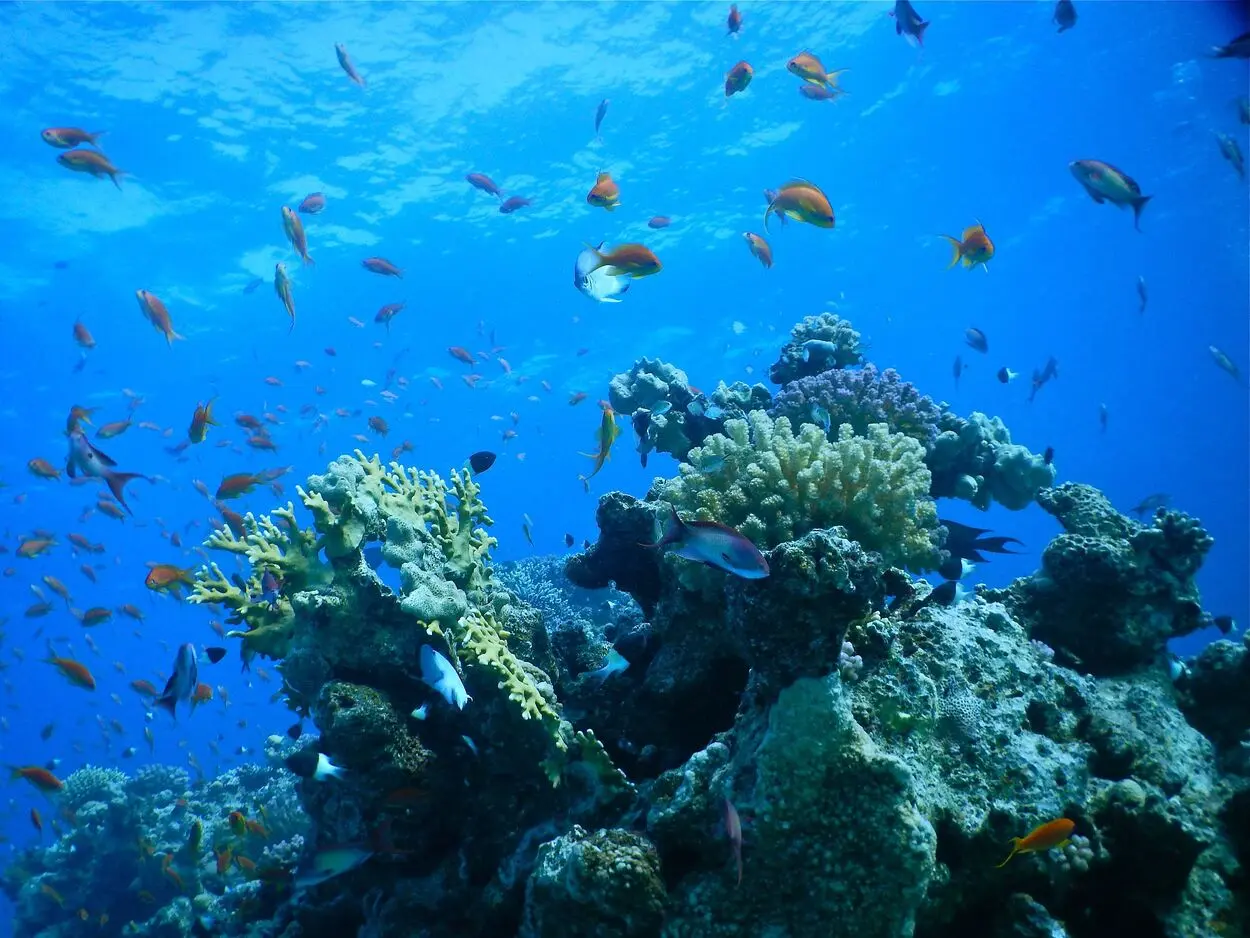 芽莊國家海洋博物館