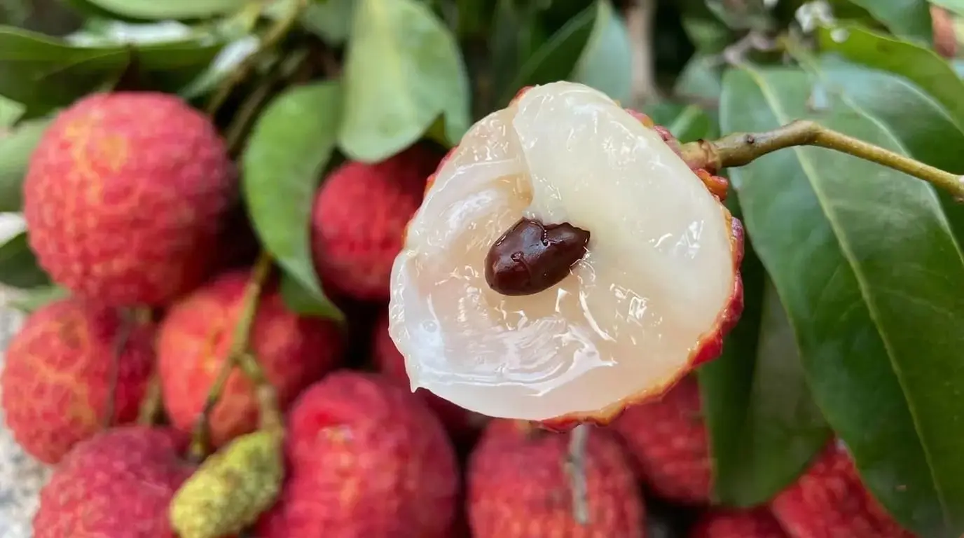 高州荔枝