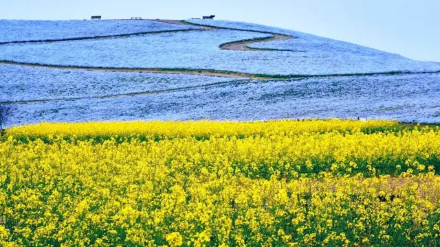 日立海濱公園_粉蝶花及油菜花