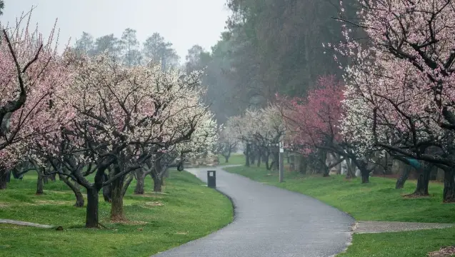 東湖梅園