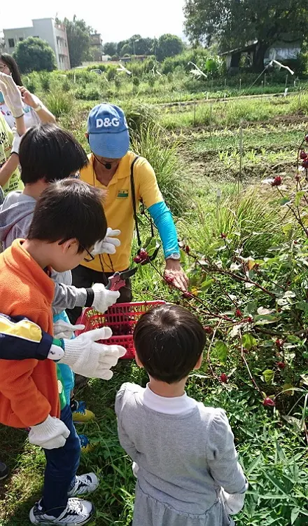 小朋友下田親手採摘洛神花，製作水果甜點。