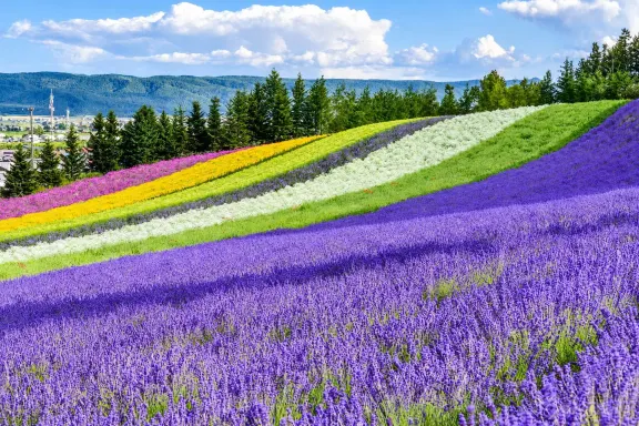 富田農場薰衣草花田 富田農場薰衣草花田