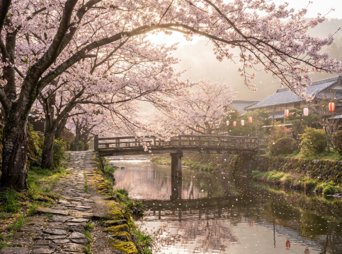 Japan eSIM cherry blossoms