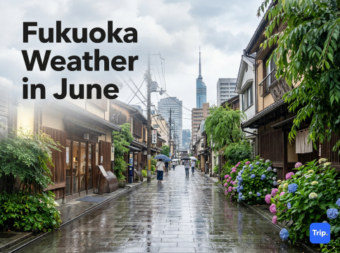 Fukuoka Weather in June: Temperature, Rain & Travel Tips | Trip.com