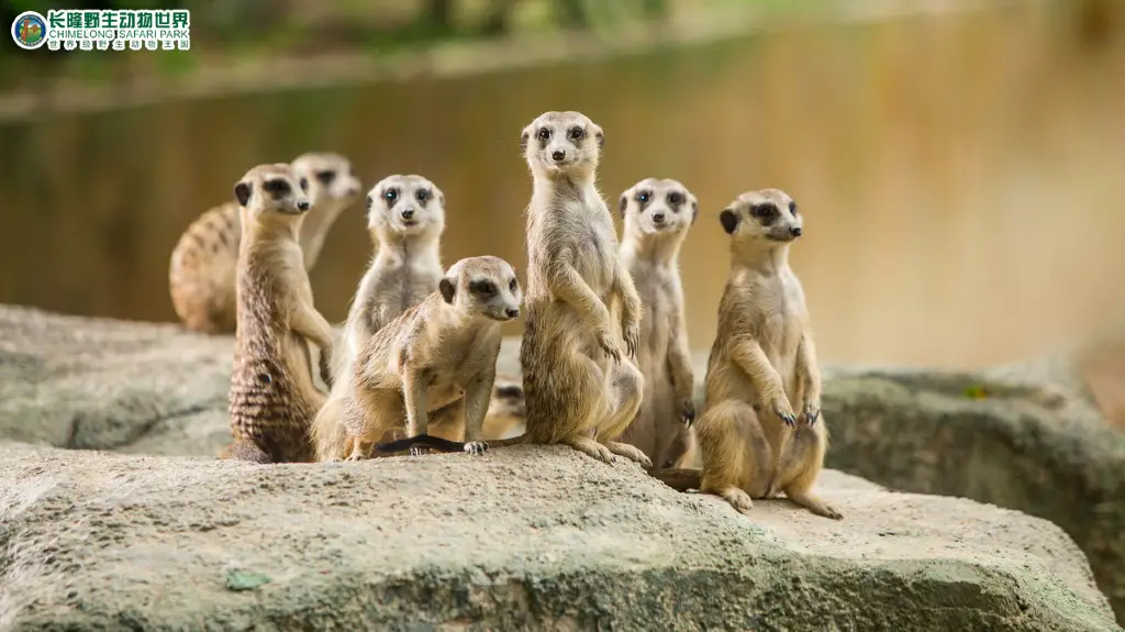 35071f000001gehnt5F66_W_1024_10000_Q70.webp?proc=source%2ftrip