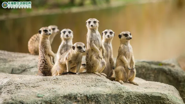 【廣州天氣】2026廣州全年氣溫指南,最佳旅遊季節與穿衣搭配建議