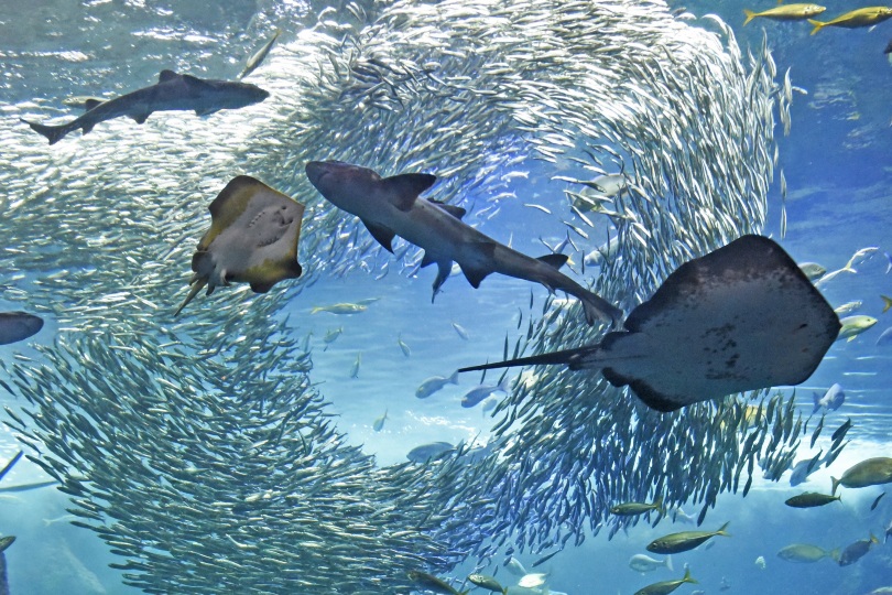 新江之島水族館