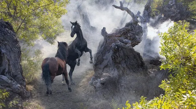 Xinjiang Ancient Ecological Park Ferghana Horse Base