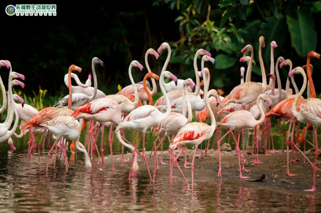 A flock of flamingos at Chimelong Safari Park in Guangzhou