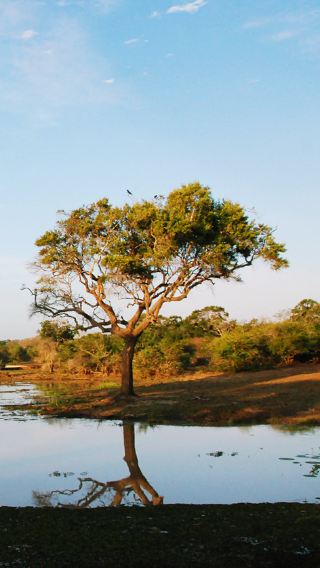 8D7N • Sri Lanka+Dambulla + Colombo + Elephant Orphanage + Sigiriya Lion Rock + Temple of the Sacred Tooth Relic + Dambulla Cave Temple + Yala National Park